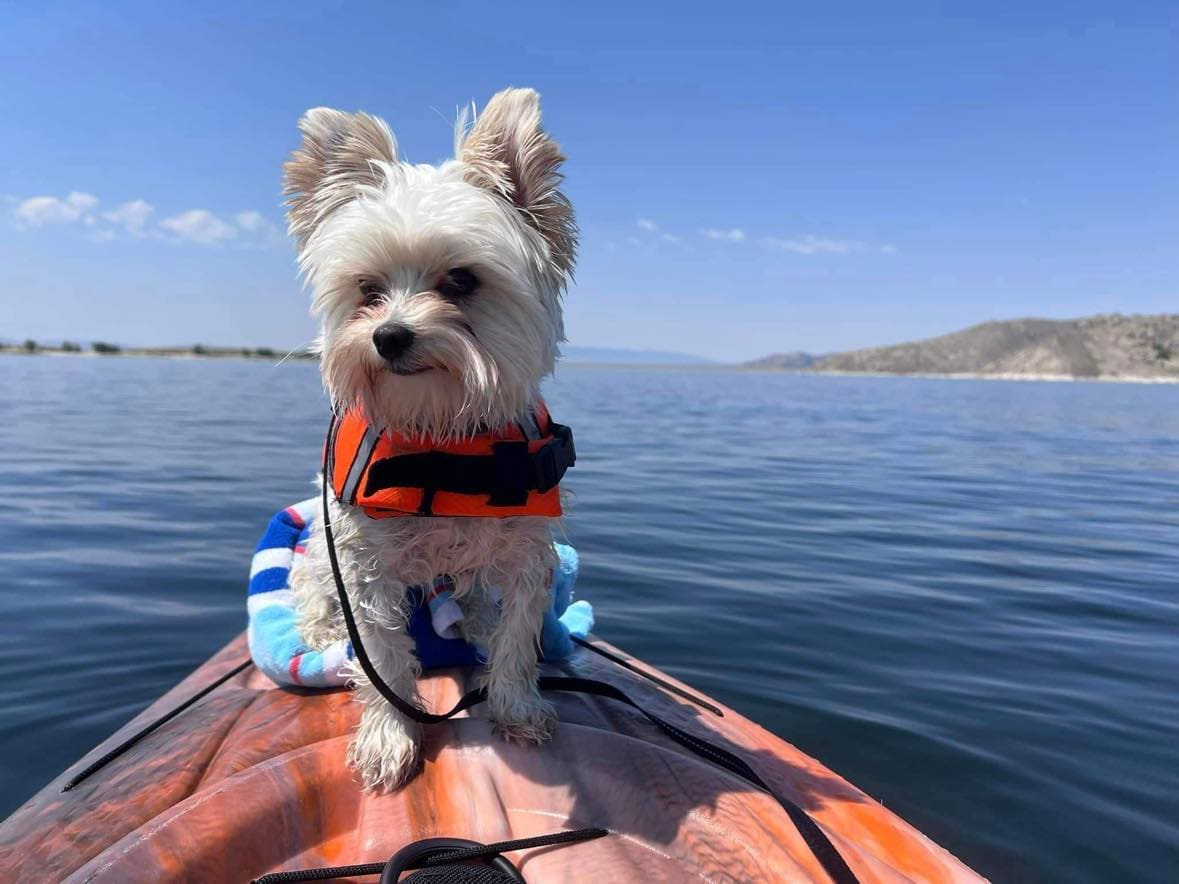A Yorkshire Terrier at Big Sky Yorkies