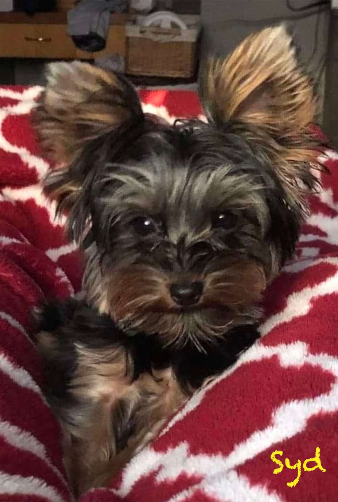 Syd, a Yorkshire Terrier from Big Sky Yorkies