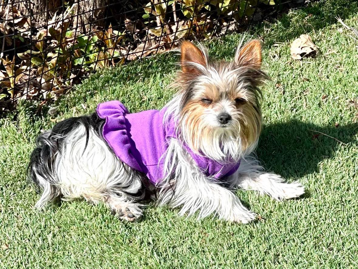 Willow, a Yorkshire Terrier from Big Sky Yorkies