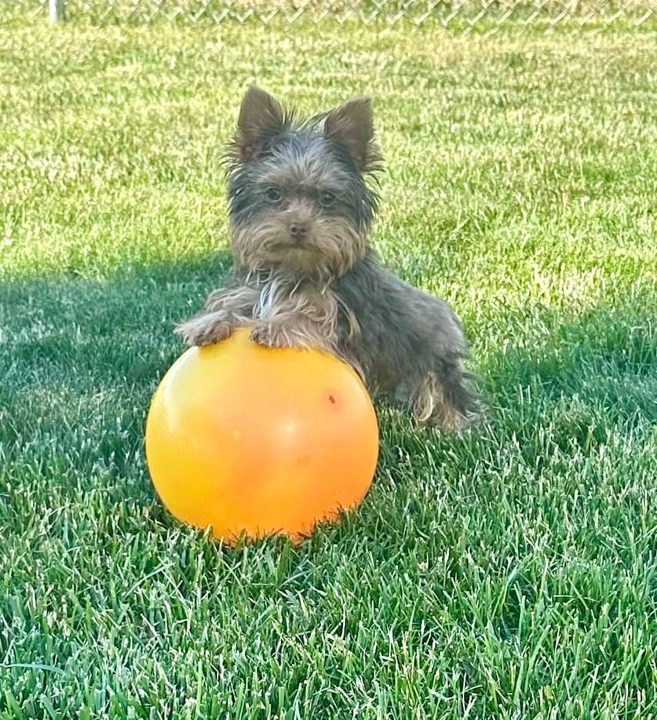 A Yorkshire Terrier at Big Sky Yorkies