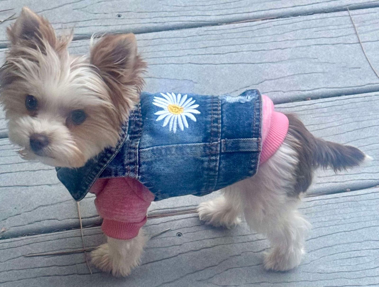 Quinn, a Yorkshire Terrier from Big Sky Yorkies