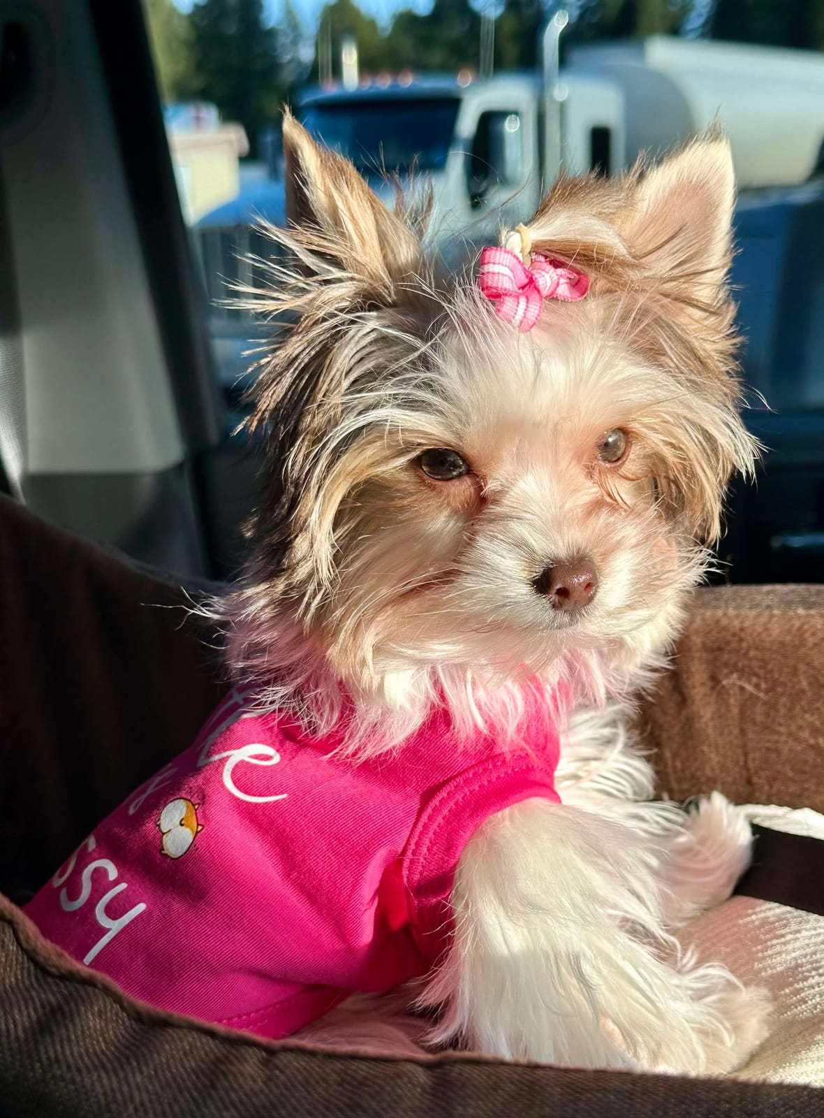 Quinn 1, a Yorkshire Terrier from Big Sky Yorkies