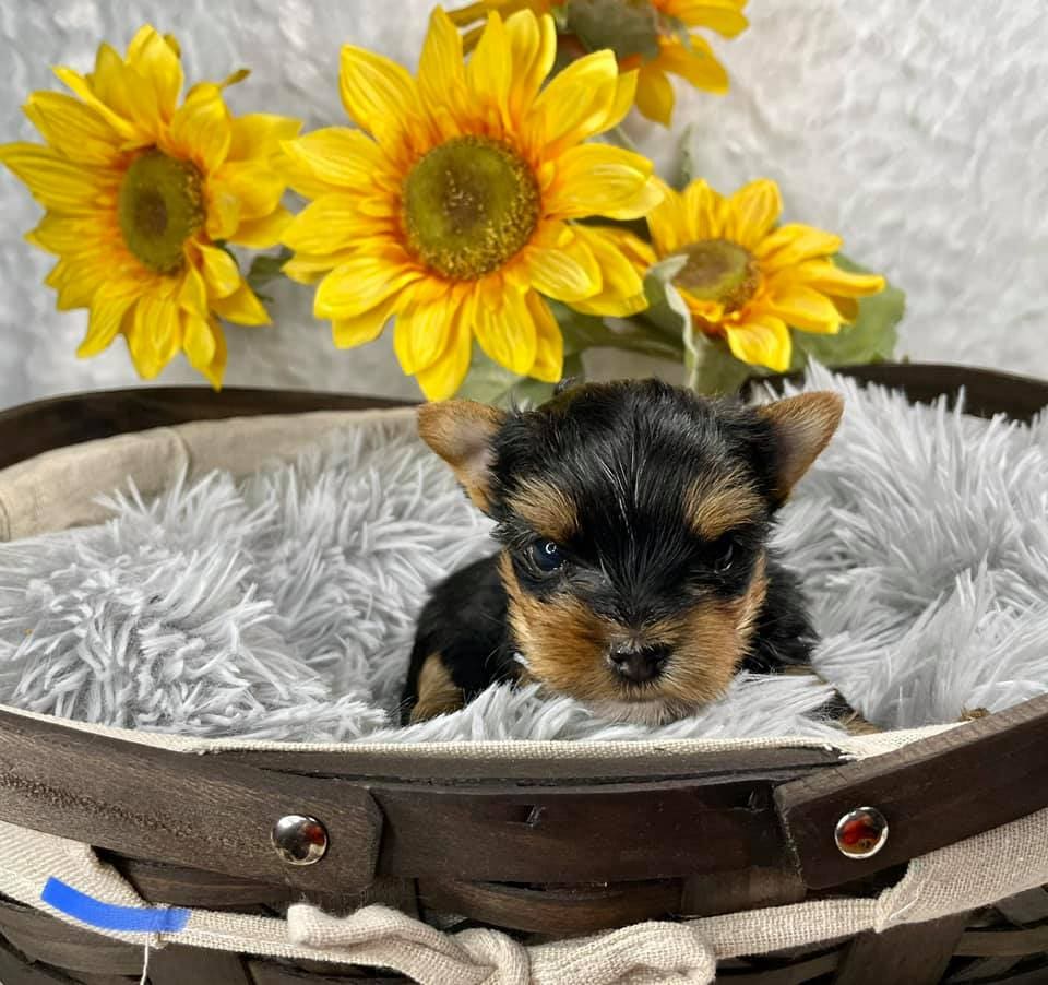 A Yorkshire Terrier from Big Sky Yorkies in Billings, MT