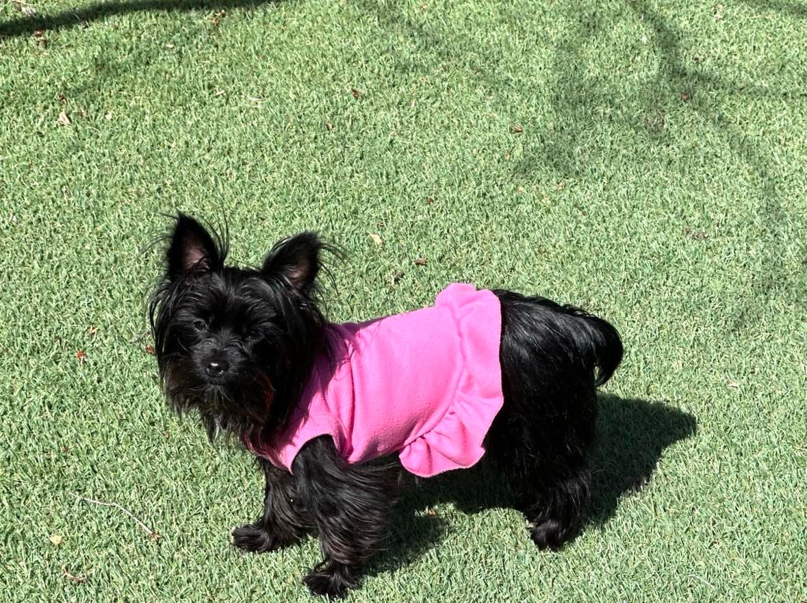 Ebony, a Yorkshire Terrier from Big Sky Yorkies