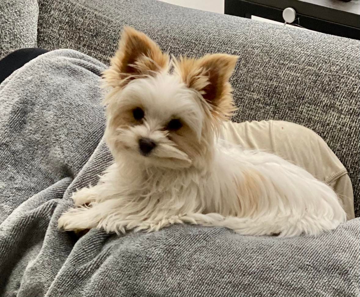 Dexter 2, a Yorkshire Terrier from Big Sky Yorkies