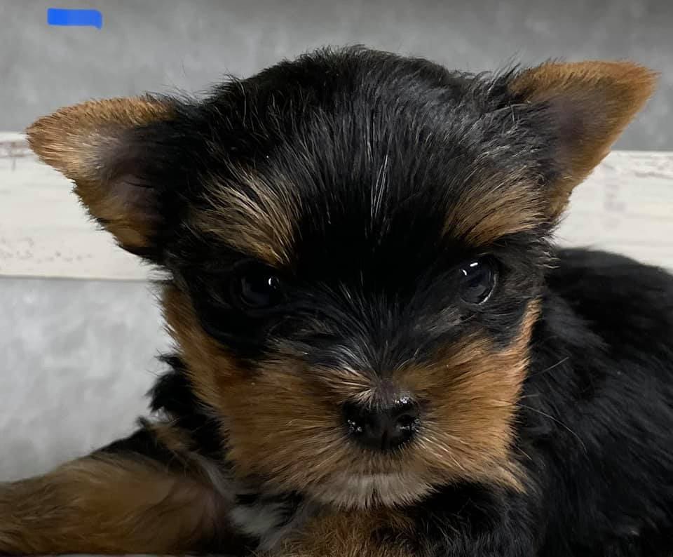 A Yorkshire Terrier from Big Sky Yorkies in Billings, MT