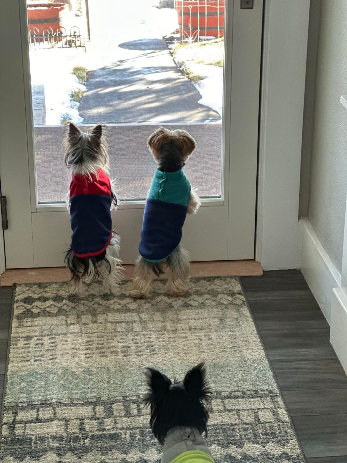 The Nash clan, a Yorkshire Terrier from Big Sky Yorkies