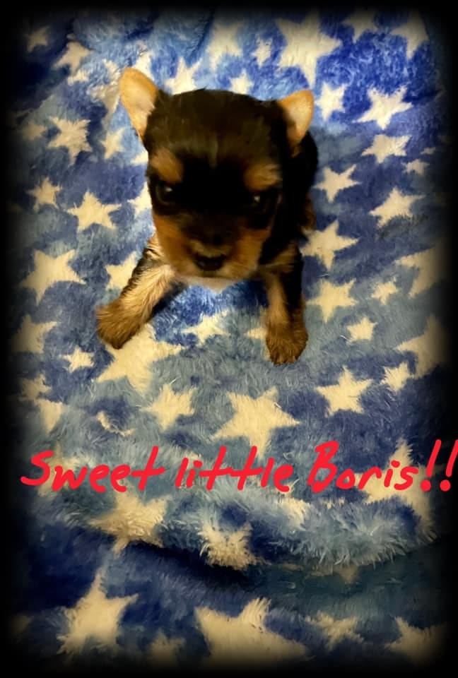 A Yorkshire Terrier from Big Sky Yorkies in Billings, MT