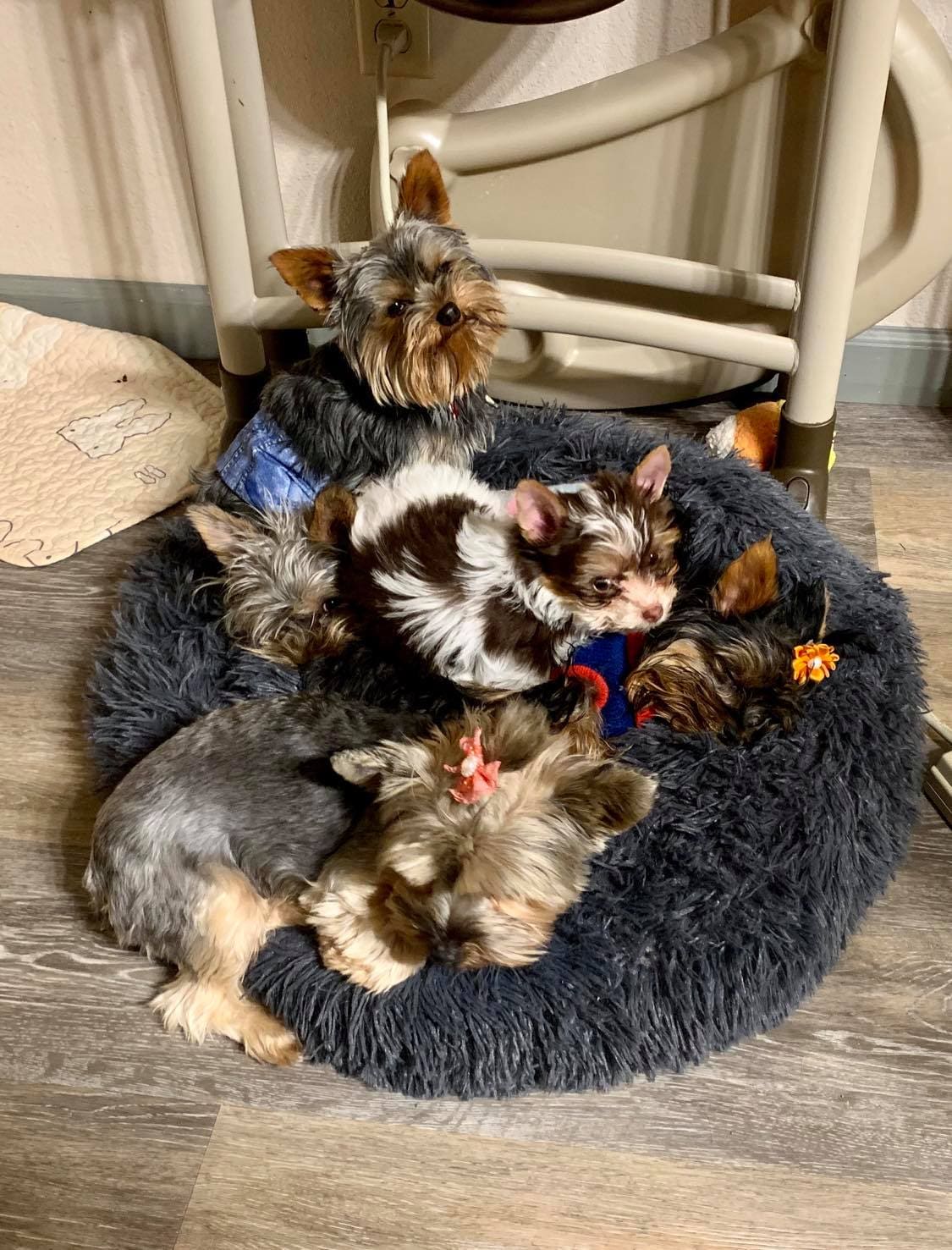 pups3, a Yorkshire Terrier from Big Sky Yorkies