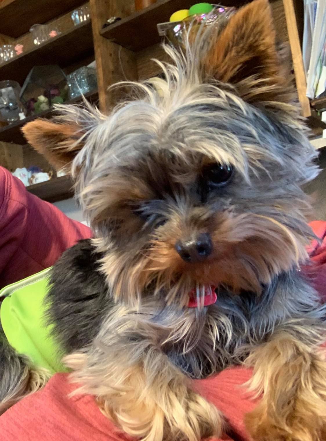 Murph close up, a Yorkshire Terrier from Big Sky Yorkies