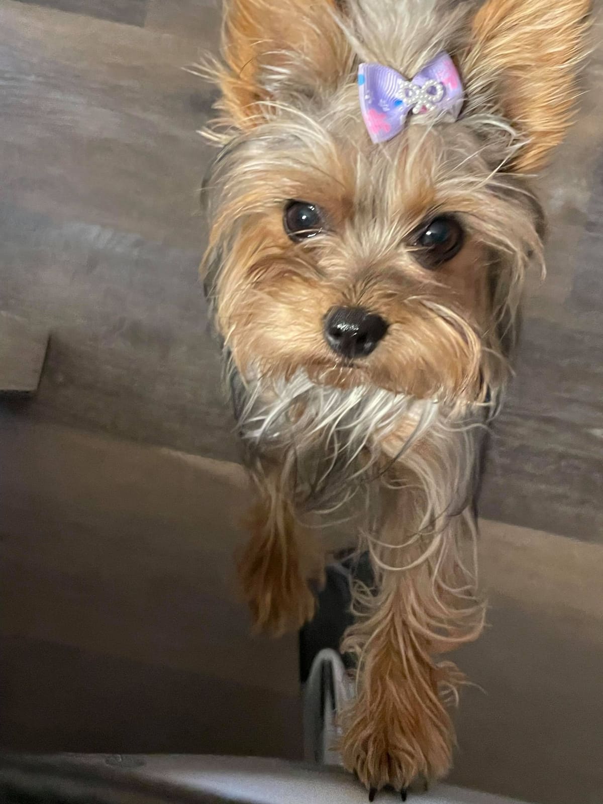 Gabby bow, a Yorkshire Terrier from Big Sky Yorkies