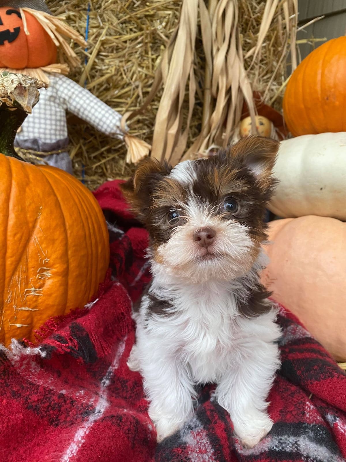 Gus 11, a Yorkshire Terrier from Big Sky Yorkies