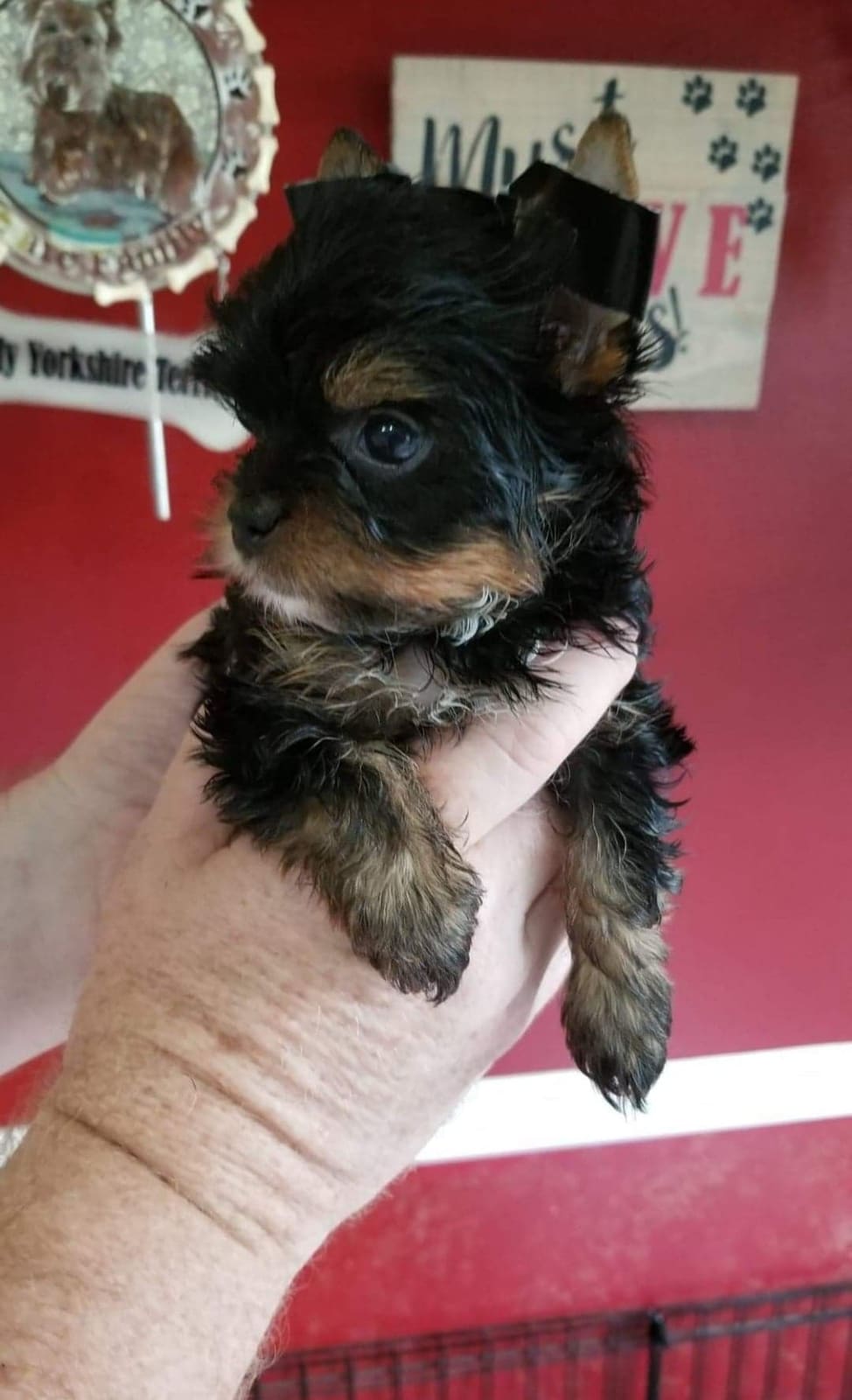 lulu 7, a Yorkshire Terrier from Big Sky Yorkies