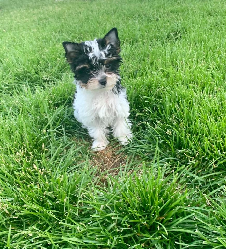 Daisy, a Yorkshire Terrier from Big Sky Yorkies