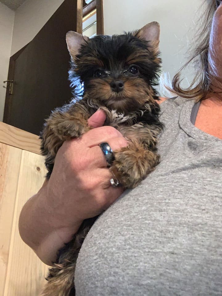 lulu baby, a Yorkshire Terrier from Big Sky Yorkies