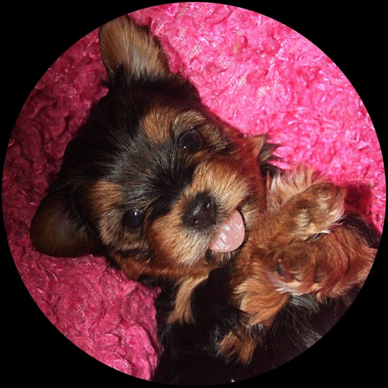 baby charlie, a Yorkshire Terrier from Big Sky Yorkies