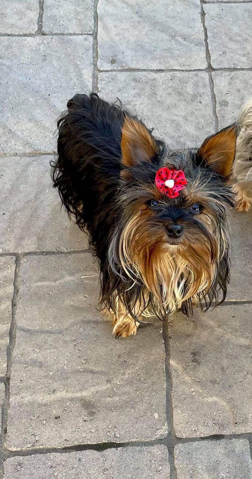 LuLu red bow, a Yorkshire Terrier from Big Sky Yorkies