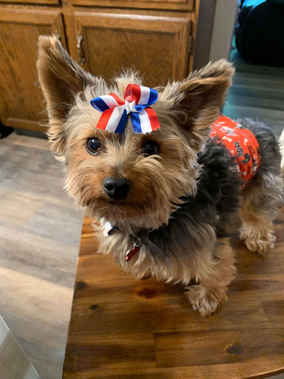 Bax with bow, a Yorkshire Terrier from Big Sky Yorkies