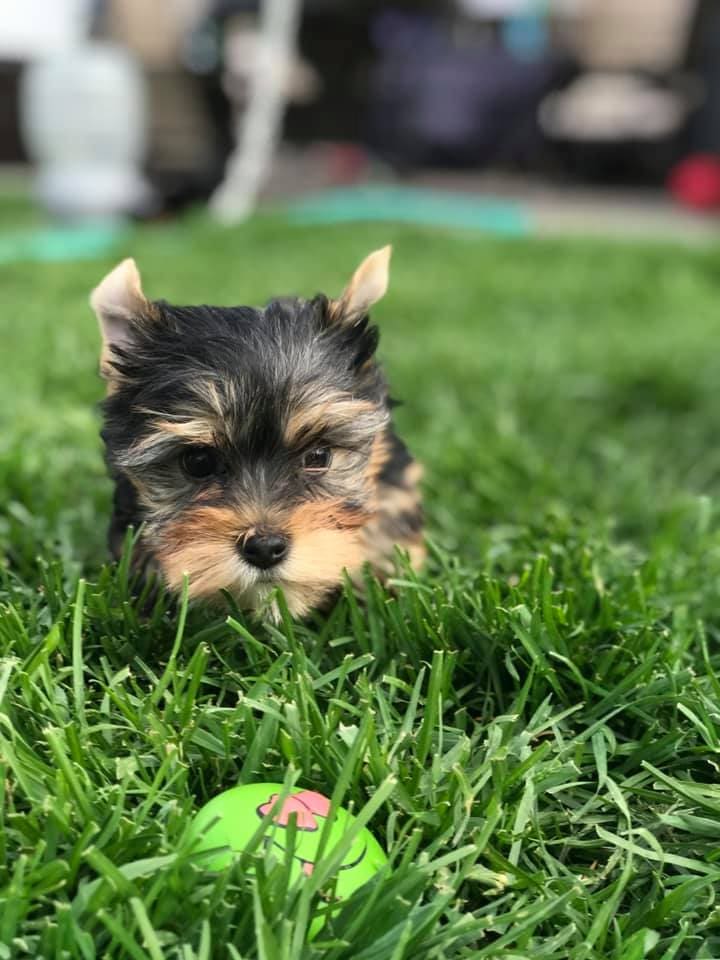 Bailey 2021 2, a Yorkshire Terrier from Big Sky Yorkies