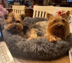 r and r, a Yorkshire Terrier from Big Sky Yorkies