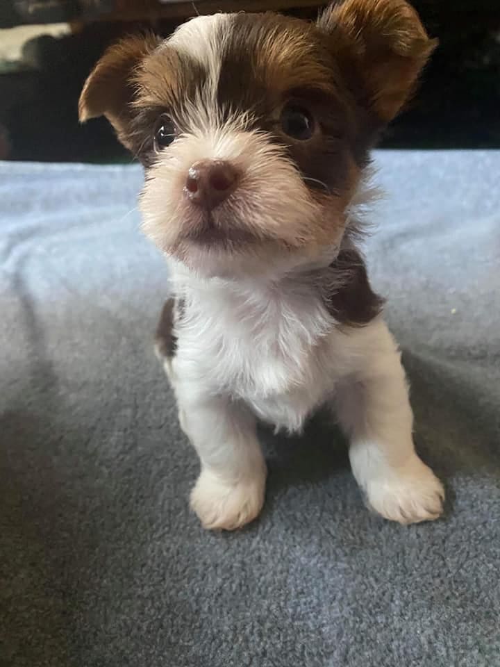 Gus Sept 23, a Yorkshire Terrier from Big Sky Yorkies