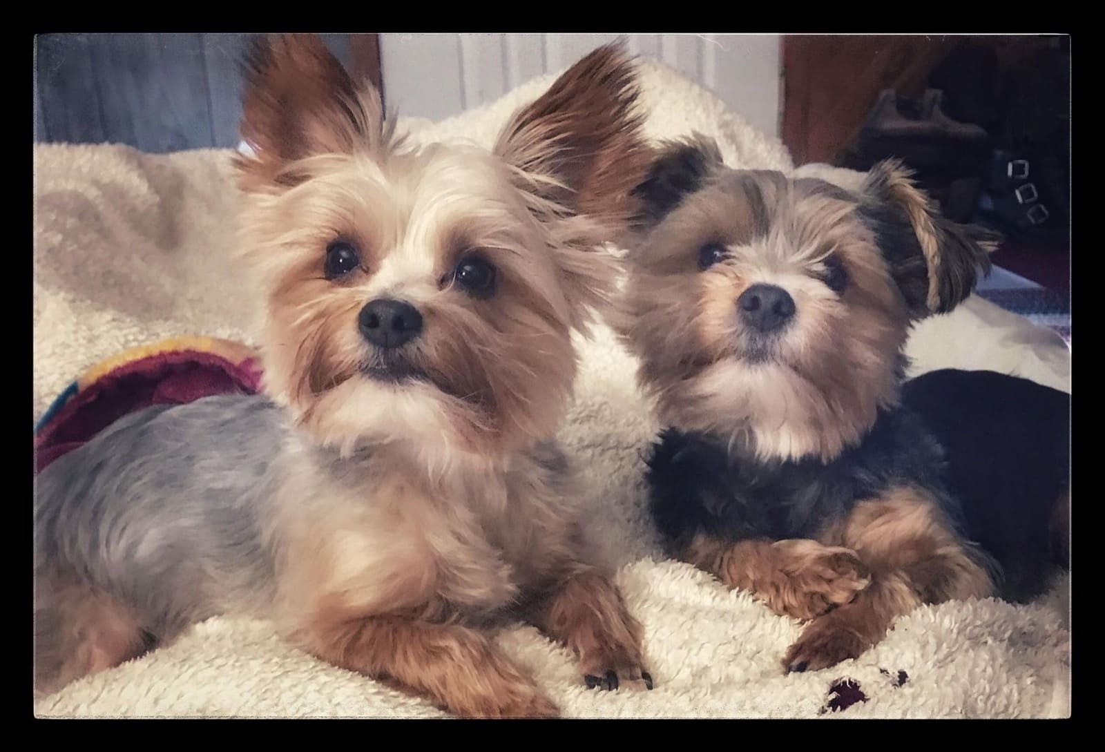 CArlos and Charlie, a Yorkshire Terrier from Big Sky Yorkies
