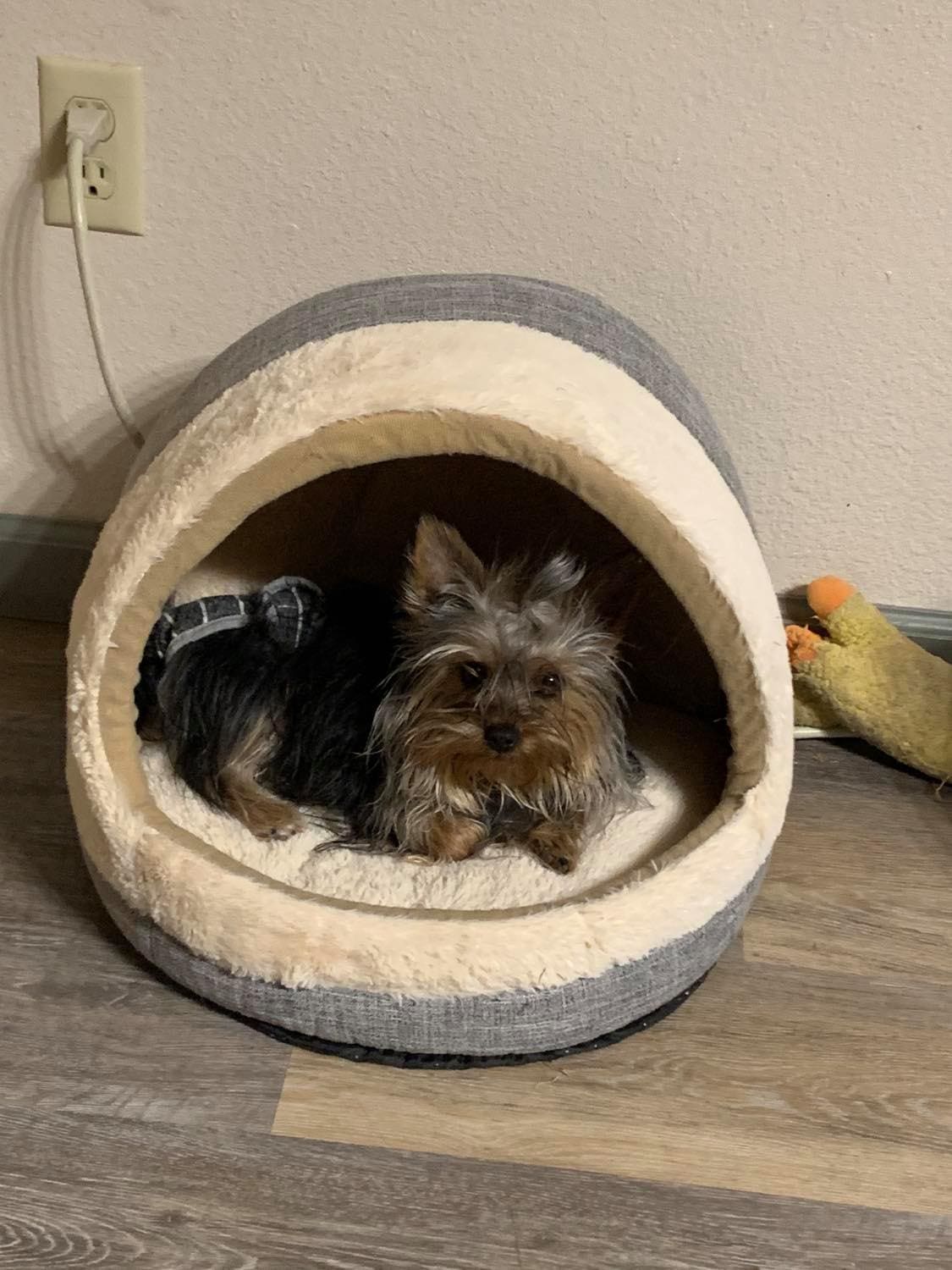 Gabby 2, a Yorkshire Terrier from Big Sky Yorkies