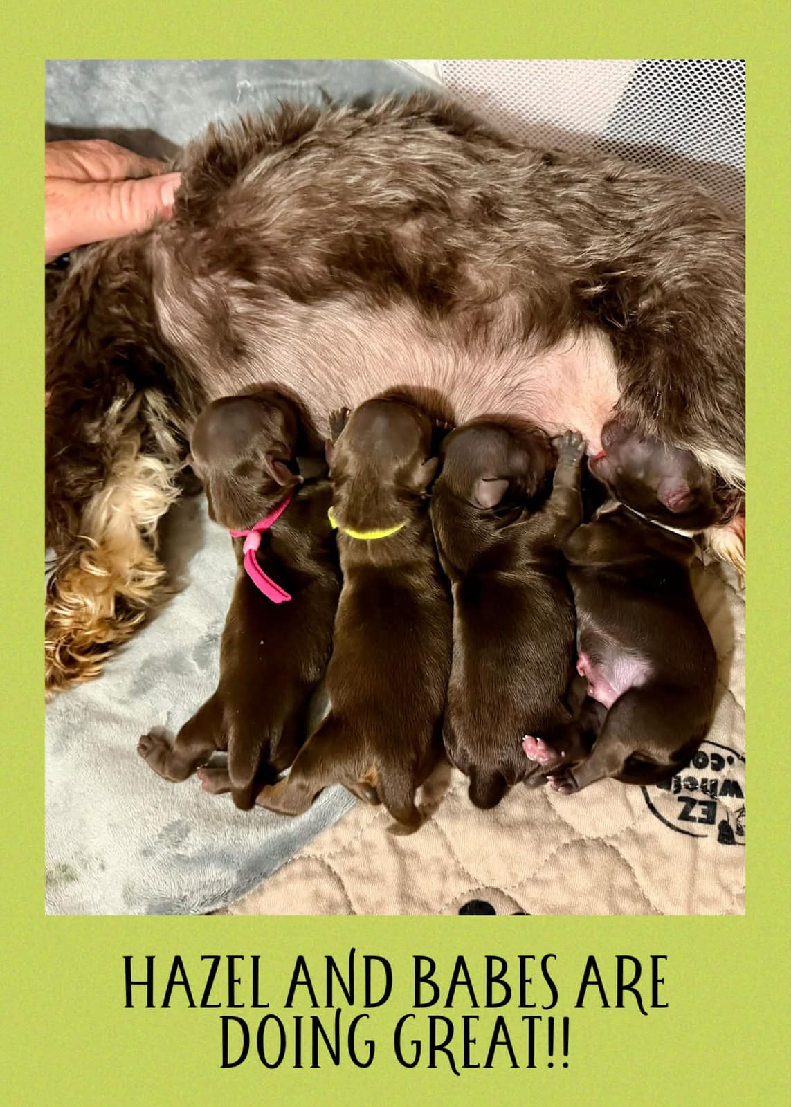 Newborn Yorkshire Terrier puppies at Big Sky Yorkies
