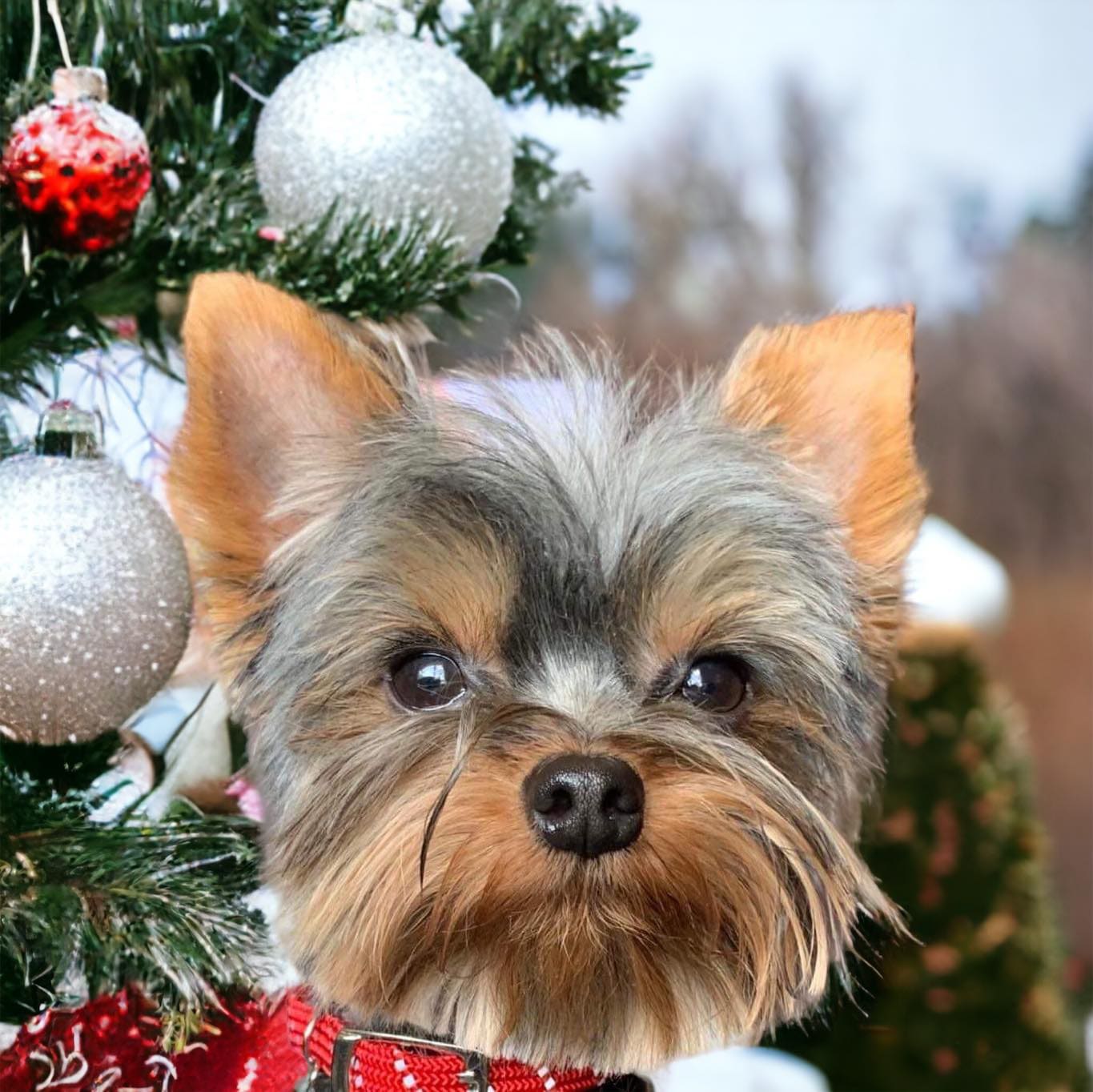 Murphy, a Yorkshire Terrier