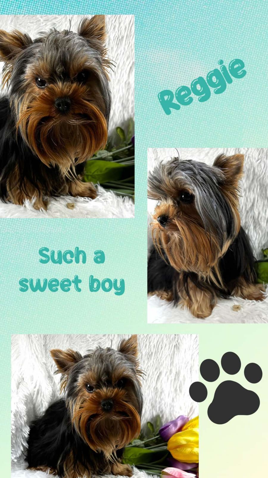 Reggie, a Yorkshire Terrier