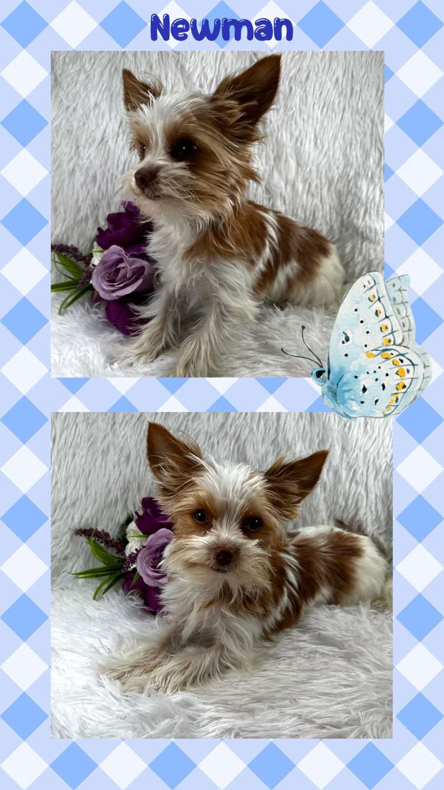 Newman, a Yorkshire Terrier