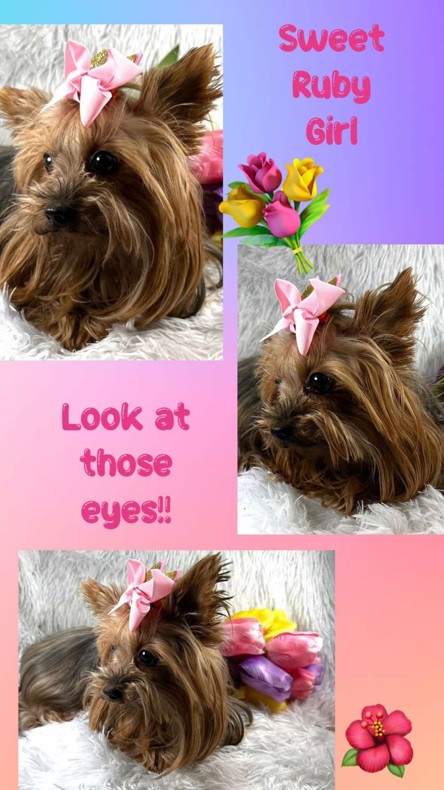 Ruby, a Yorkshire Terrier