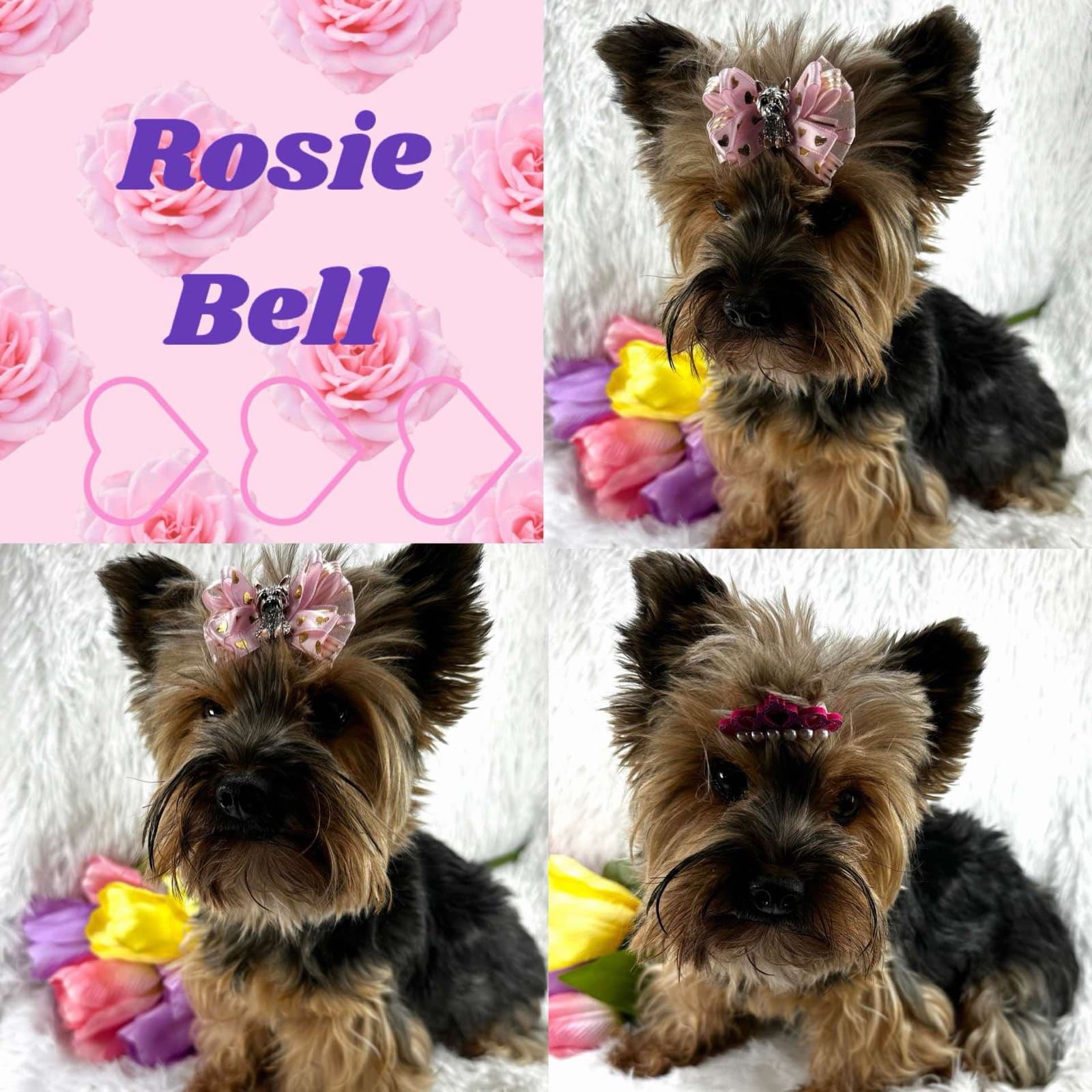Rosie Bell, a Yorkshire Terrier