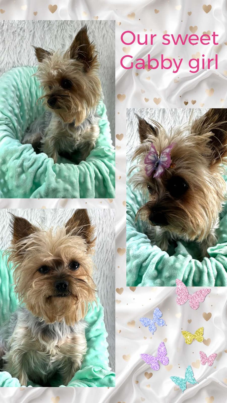 Gabby, a Yorkshire Terrier