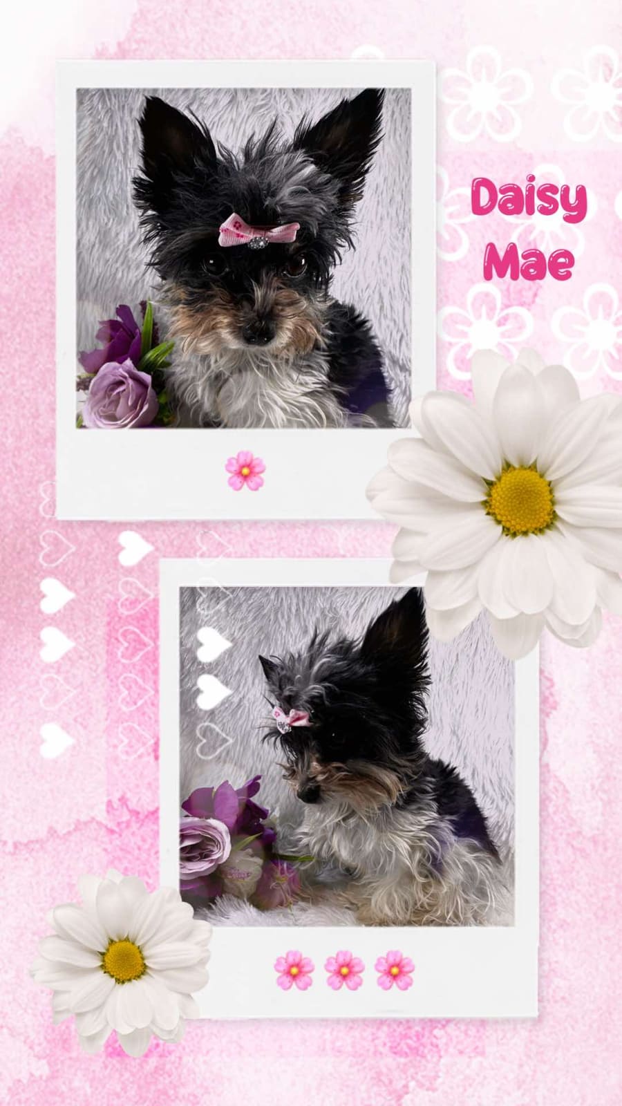 Daisy Mae, a Yorkshire Terrier