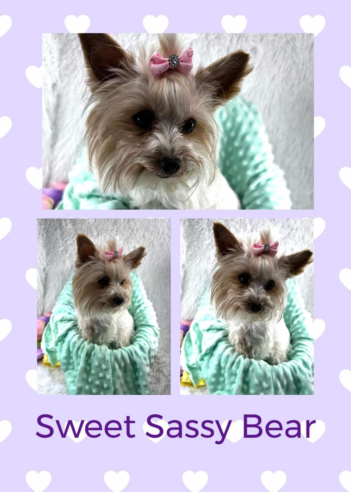 Sassy Pants, a Yorkshire Terrier