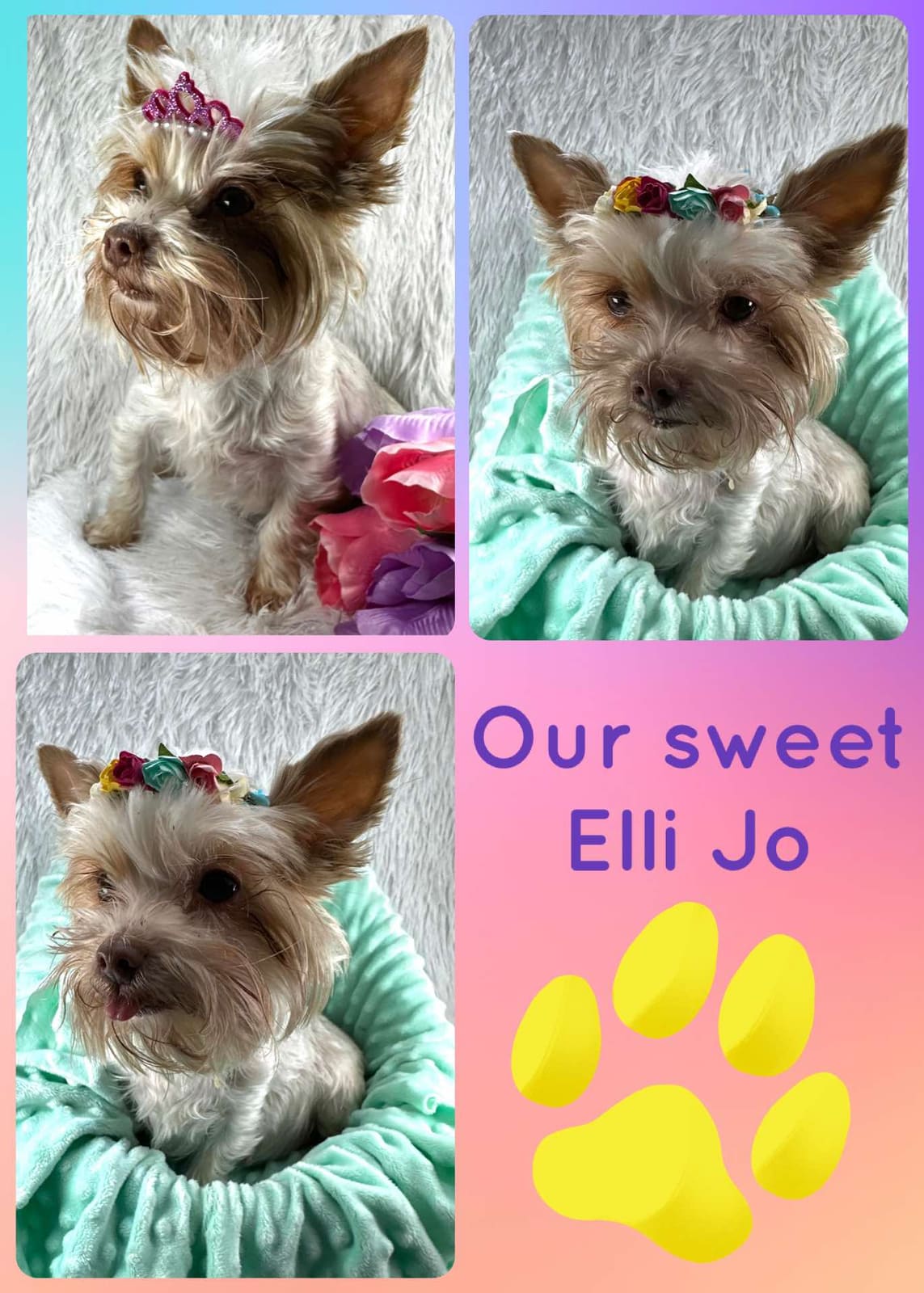 Elli Jo, a Yorkshire Terrier
