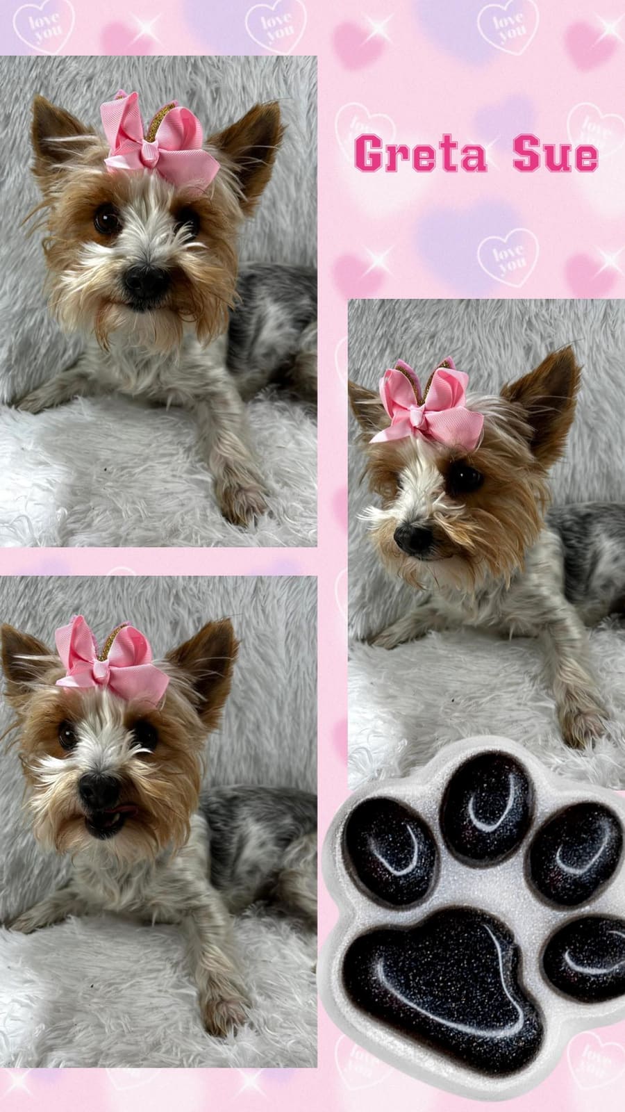 Greta Sue, a Yorkshire Terrier