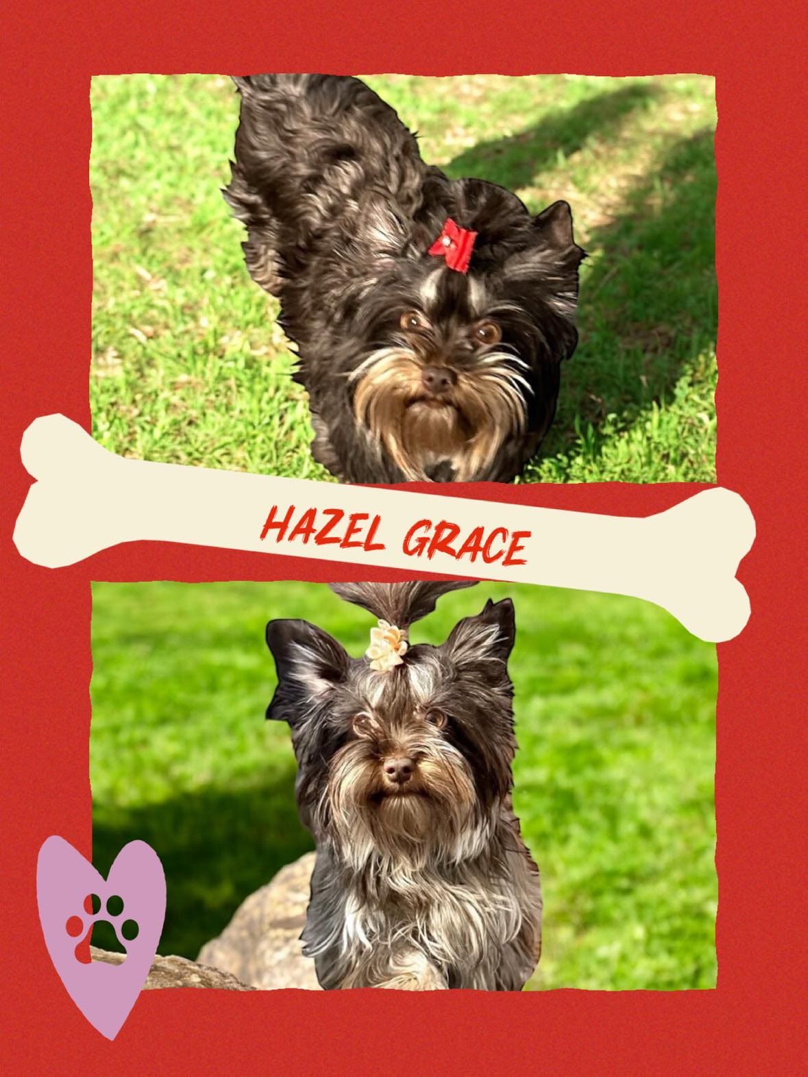 Hazel Grace, a Yorkshire Terrier