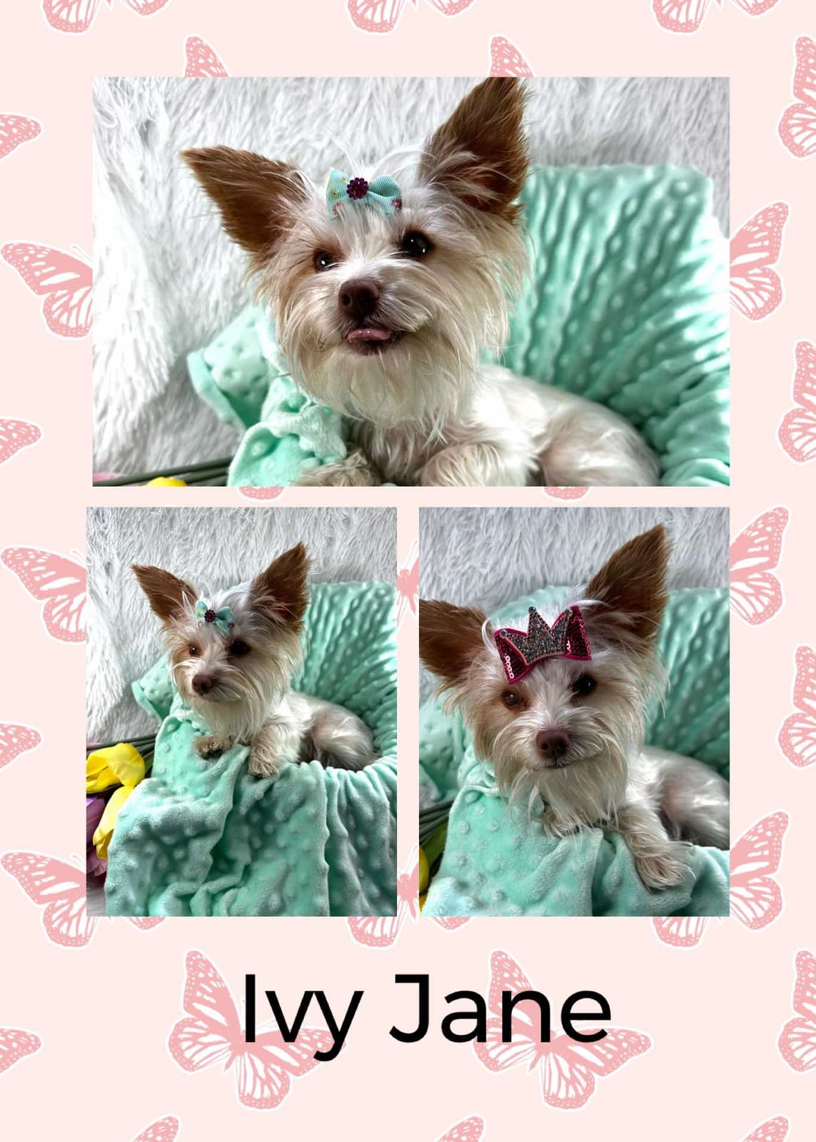 Ivy Jane, a Yorkshire Terrier