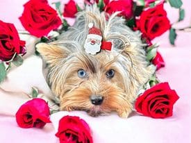 Snickers, a Yorkshire Terrier