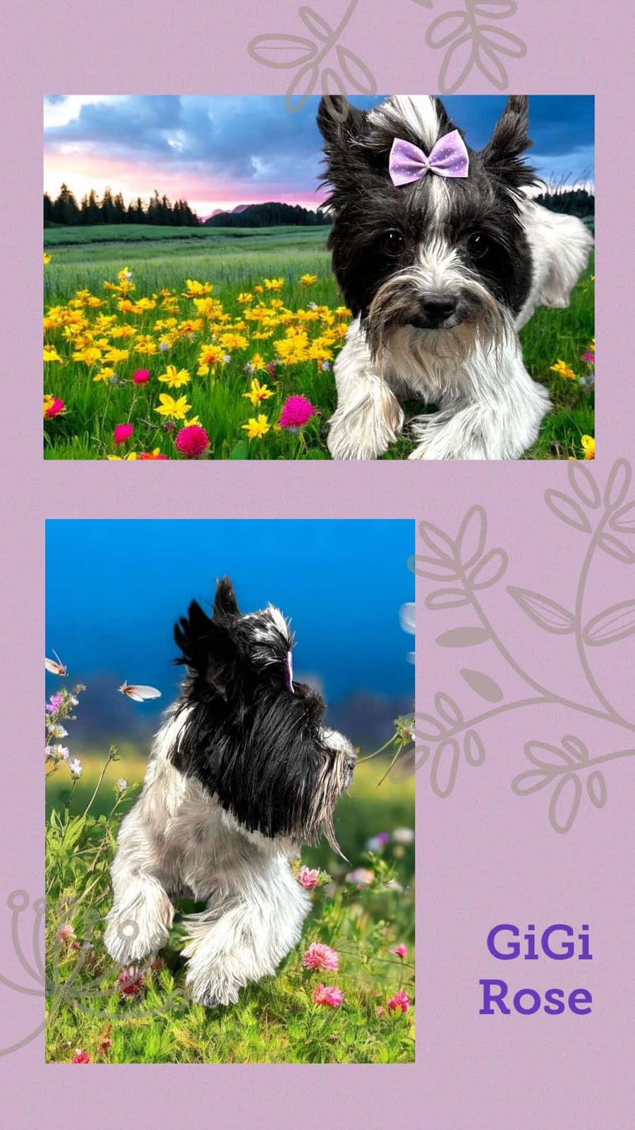 GiGi Rose, a Yorkshire Terrier