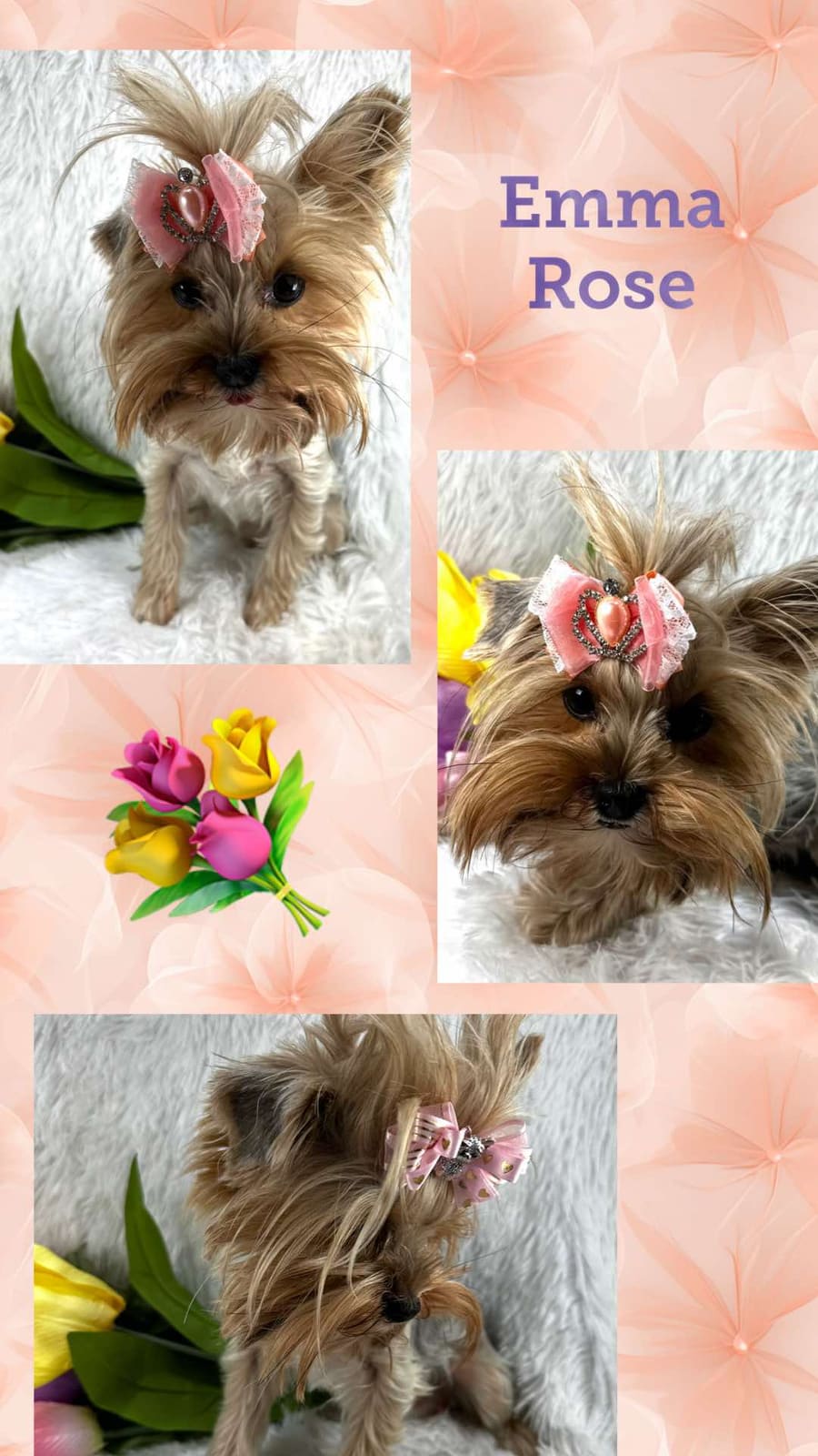 Emma Rose, a Yorkshire Terrier