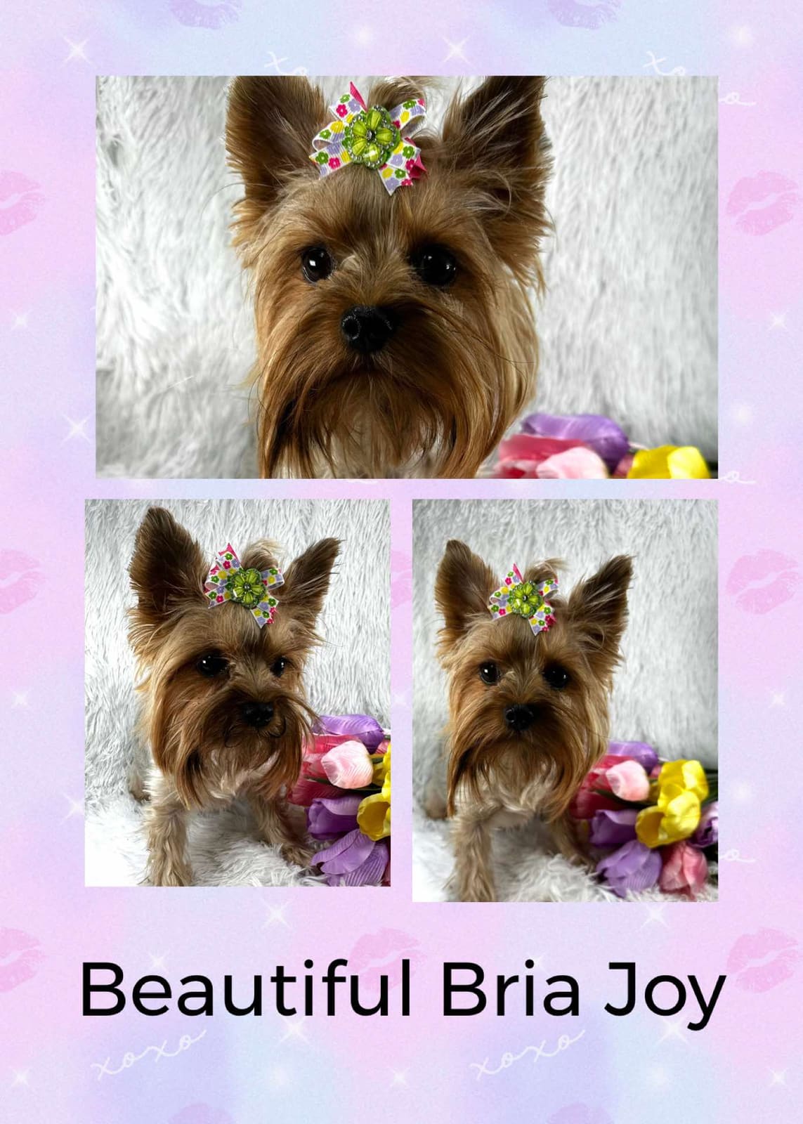 Bria, a Yorkshire Terrier