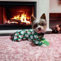 Gus, a Yorkshire Terrier