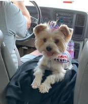 Bailey, a Yorkshire Terrier
