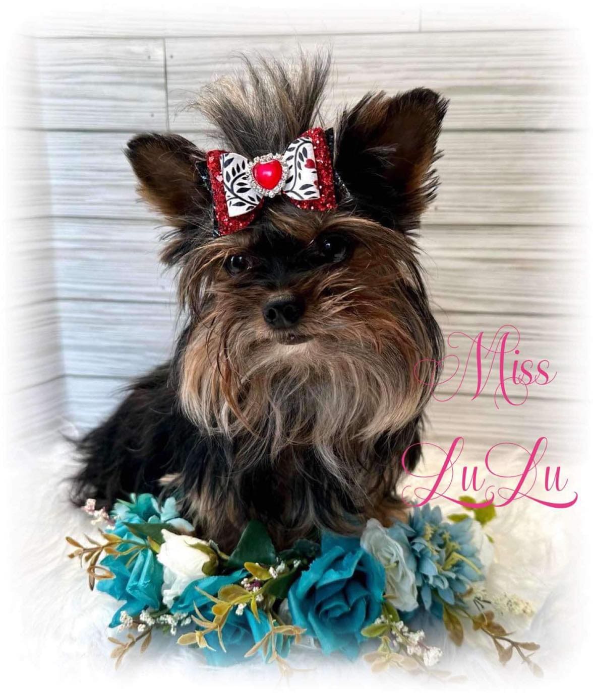 LuLu, a Yorkshire Terrier