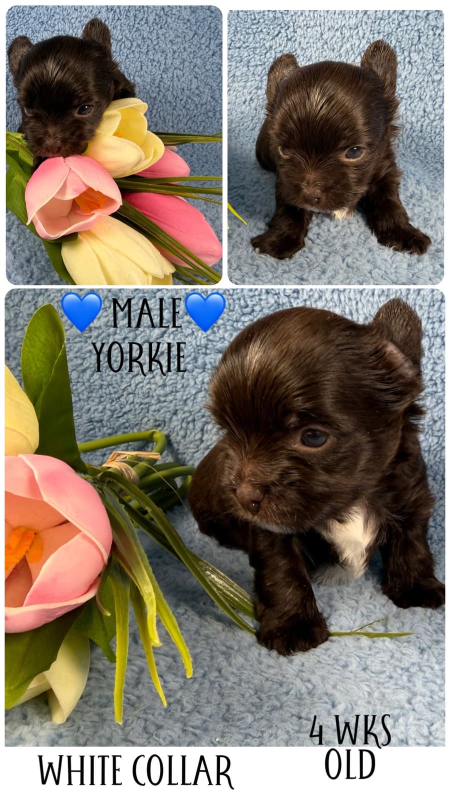 White Collar, a Yorkshire Terrier puppy