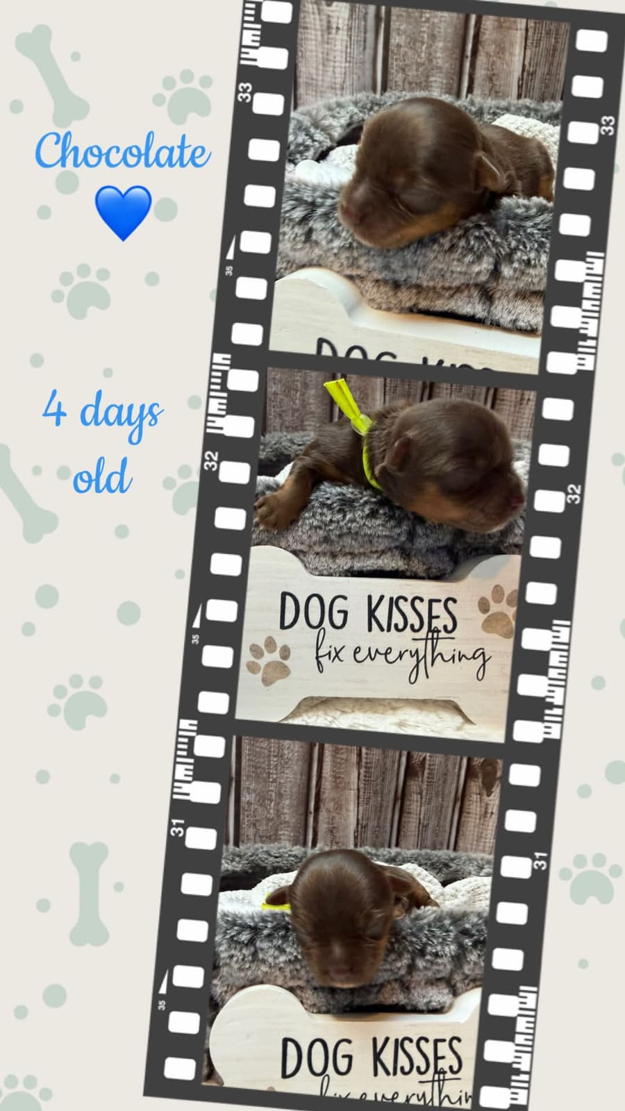 Yellow Collar at Big Sky Yorkies, photo 4