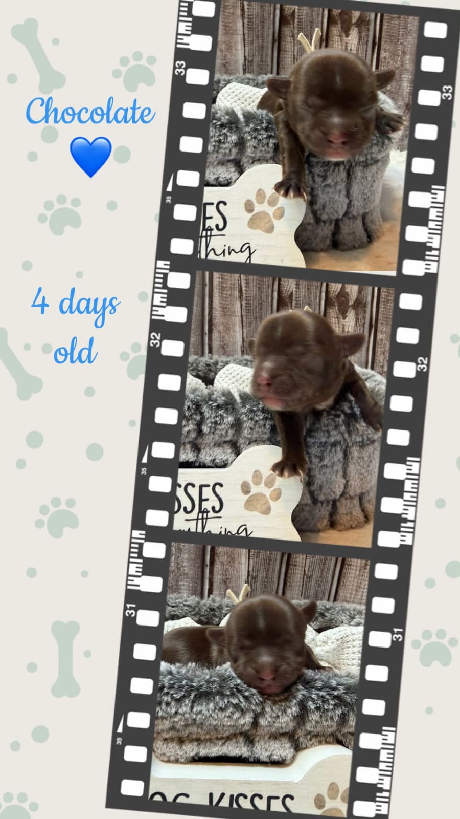 White Collar at Big Sky Yorkies, photo 3